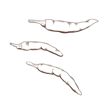 Spicy chili peppers in black and white vector illustration. Minimalist style for hot sauce labels, fiery food packaging or Mexican cuisine brandingのイラスト素材