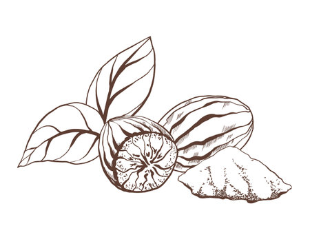 Nutmeg with whole nut, grated powder, and leaves. Perfect for spices, cooking, natural products, or food design.Minimalistic and clean style,vector illustration for packaging,labels,and recipesのイラスト素材