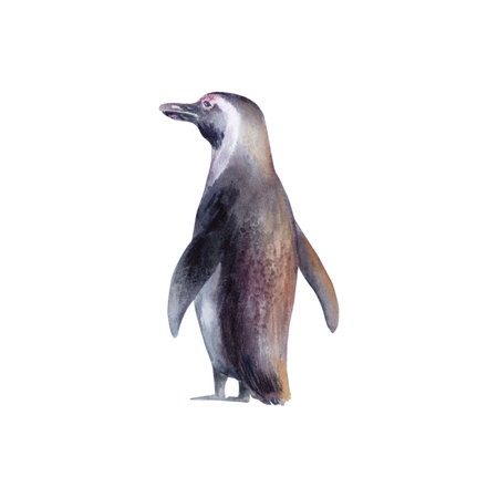 African Penguin at sunset - Symbol of Coastal Wildlife and Conservation.Spheniscus Demersus black-footed penguin fighting for survival in Benguela Current Ecosystem.Hand drawn watercolor illustrationの写真素材