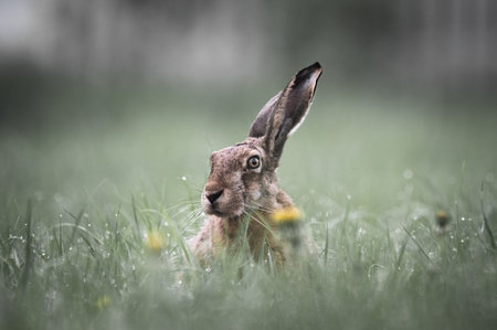 gray hare is sitting in the grass