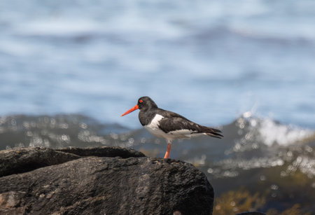 Eurasian oystercatcher (Haematopus ostralegus) on a rocky coast of the oceanの写真素材