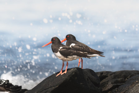 Eurasian oystercatcher (Haematopus ostralegus) on a rocky coast of the oceanの写真素材