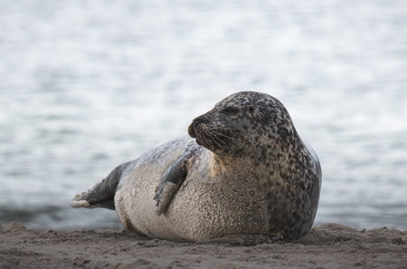 Gray seal on the beach on the island of Helgoland in Germanyの写真素材