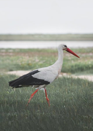standing on the edge of the lakeの写真素材