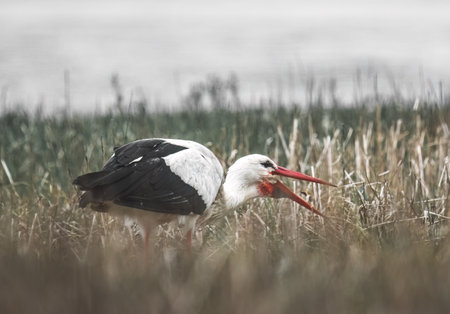 white stork with an open beak stands in the grassの写真素材