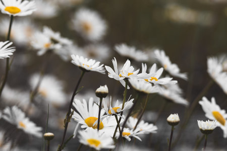 White daisies on the meadow. Chamomile field.の写真素材
