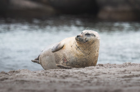 seals on the beach in the north of the island of Helgolandの写真素材