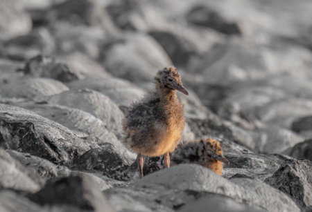 seagull chicks stand on the beachの写真素材