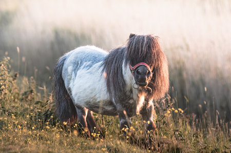 Dwarf pony in the field at sunset. Selective focus.の写真素材