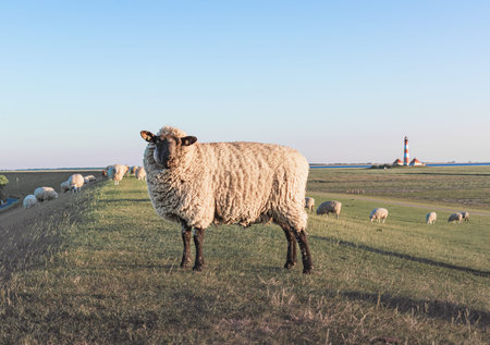 white sheep stands in a field on the background of a Westerheversand lighthouse in Germanyの写真素材