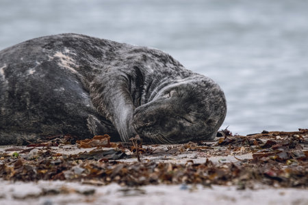 Gray seal (Halichoerus grypus) sleeping on the beach on the island of Helgolandの写真素材