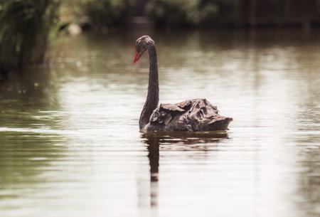 Black swan swimming in the lakeの写真素材