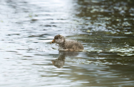 Cute duckling swimming on the lake with reflection in water.の写真素材