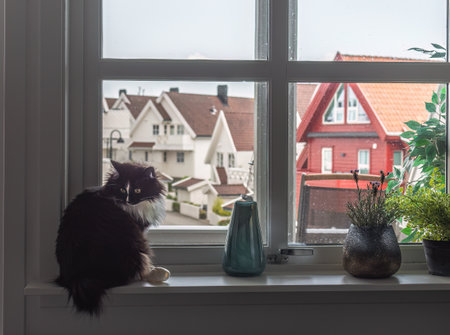 Cat sitting on the windowsill and looking out of the windowの写真素材