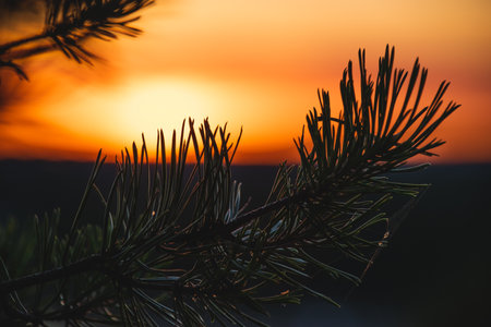 Pine tree branch at sunset. nature background. selective focus.の写真素材