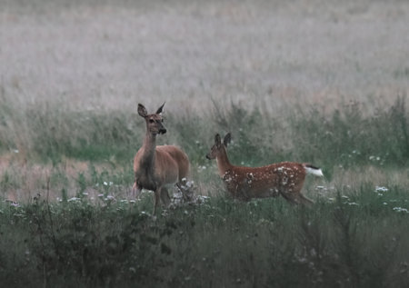 White tailed deer with fawns in the meadow on a foggy dayの写真素材