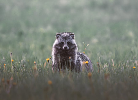 raccoon dog in the grass with yellow flowers in the background