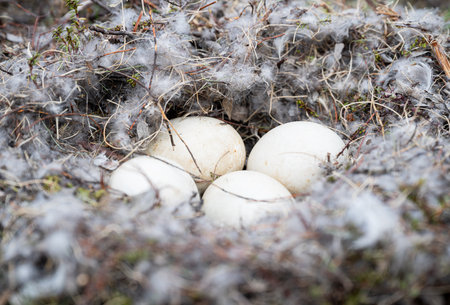 Three white eggs in the nest on the ground in the forest.の写真素材