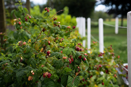 Raspberry bush with ripe berries and green leaves in the garden.