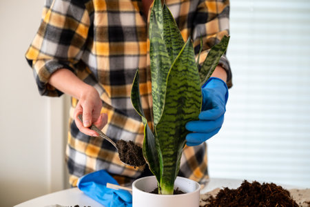 Woman in blue gloves transplanting sansevieria plant into a new flower pot.の写真素材