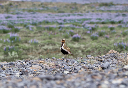 European Golden plover on the ground, Pluvialis apricaria, in Icelandの写真素材