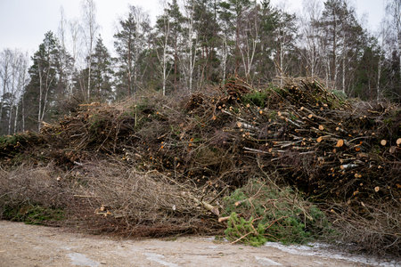 Piles of cut tree branches and logs in a deforested area.
