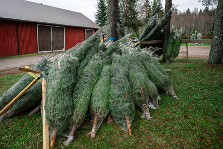 Pile of netted Christmas trees on grass. Concept of holiday preparations
