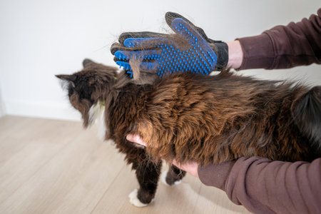 Persons hand brushing cats hair with rubber glove while molting at homeの写真素材