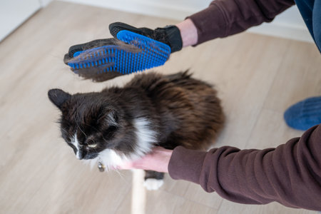 Persons hand brushing cats hair with rubber glove while molting at homeの写真素材
