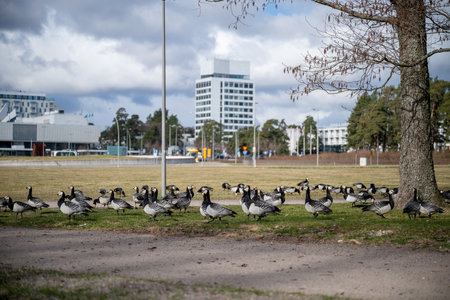 Flock of geese grazing on green grass in urban park setting on cloudy dayの写真素材