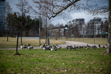 Flock of geese grazing on green grass in urban park setting on cloudy dayの写真素材
