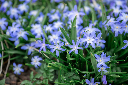Field of blooming first spring flowers with green leaves in early spring sunlight outdoorsの写真素材