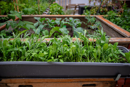 Young vegetable plants growing in a wooden garden bed, concept of home gardeningの写真素材