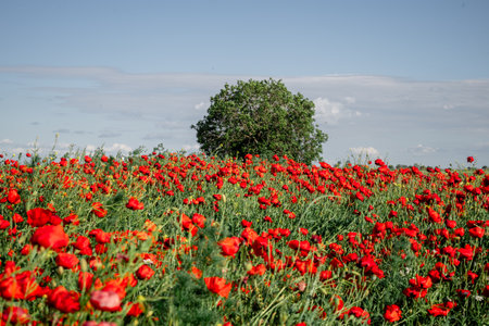 Bright red poppies blooming in sunny meadow under clear blue sky in summer seasonの写真素材