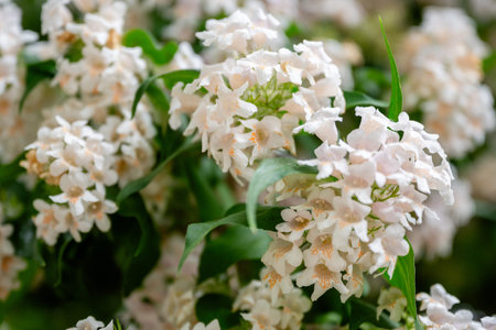 Close-up of blooming white flowers with green leaves in natural garden