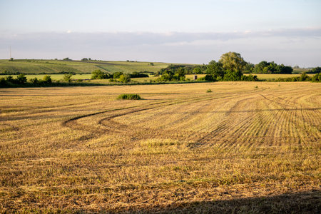 Golden harvested field with distant green hills and trees, concept of farming