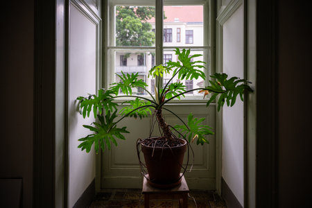 Potted tropical plant in hallway near window with natural light indoorsの写真素材