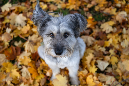 Adorable dog lying in colorful autumn maple leaves outdoorsの写真素材