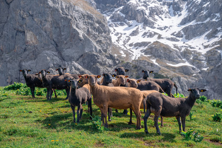 Flock of black and brown sheep grazing on alpine meadow with rocky mountain backgroundの写真素材