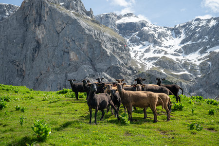 Flock of black and brown sheep grazing on alpine meadow with rocky mountain background