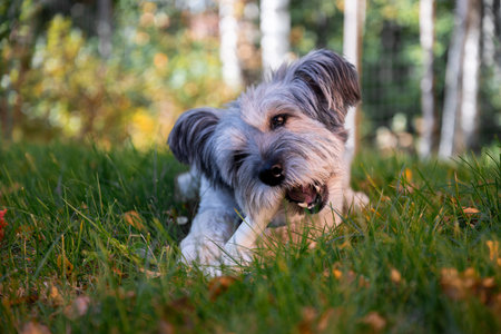 Happy dog chewing bone on autumn grass in backyard gardenの写真素材