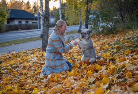 Smiling woman in coat with her mixed-breed dog enjoying autumn leaves in a parkの写真素材