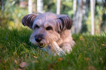Happy dog chewing bone on autumn grass in backyard garden