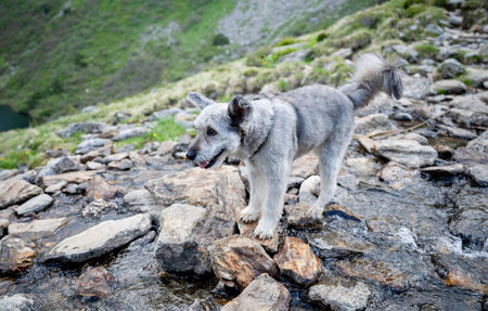 Curious dog standing on rocks in alpine mountain stream in Austrian Alpsの写真素材