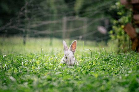 White rabbit hiding in tall green grass on a summer day in the countryside