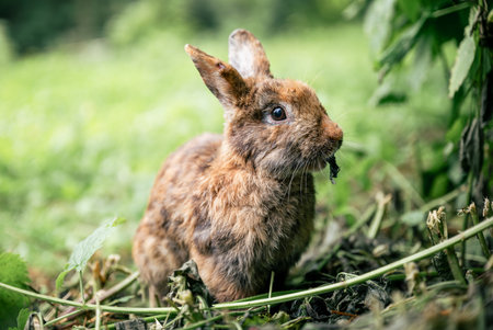Cute brown rabbit sitting on green grass in backyard garden