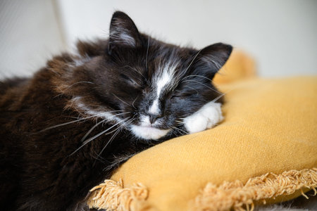 Close-up of black and white cat sleeping peacefully on soft yellow pillow