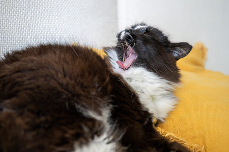 Fluffy black and white cat yawning while lying on yellow pillow at home