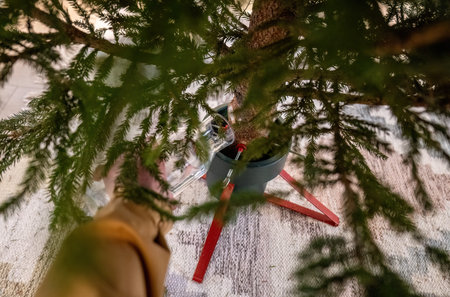 Person watering Christmas tree in stand at home, winter holiday preparation