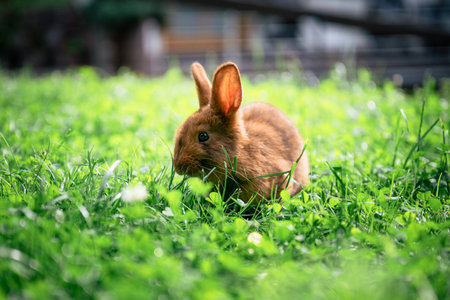 Cute brown rabbit sitting on green grass and eating fresh grass in summer gardenの写真素材